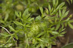 Field burweed